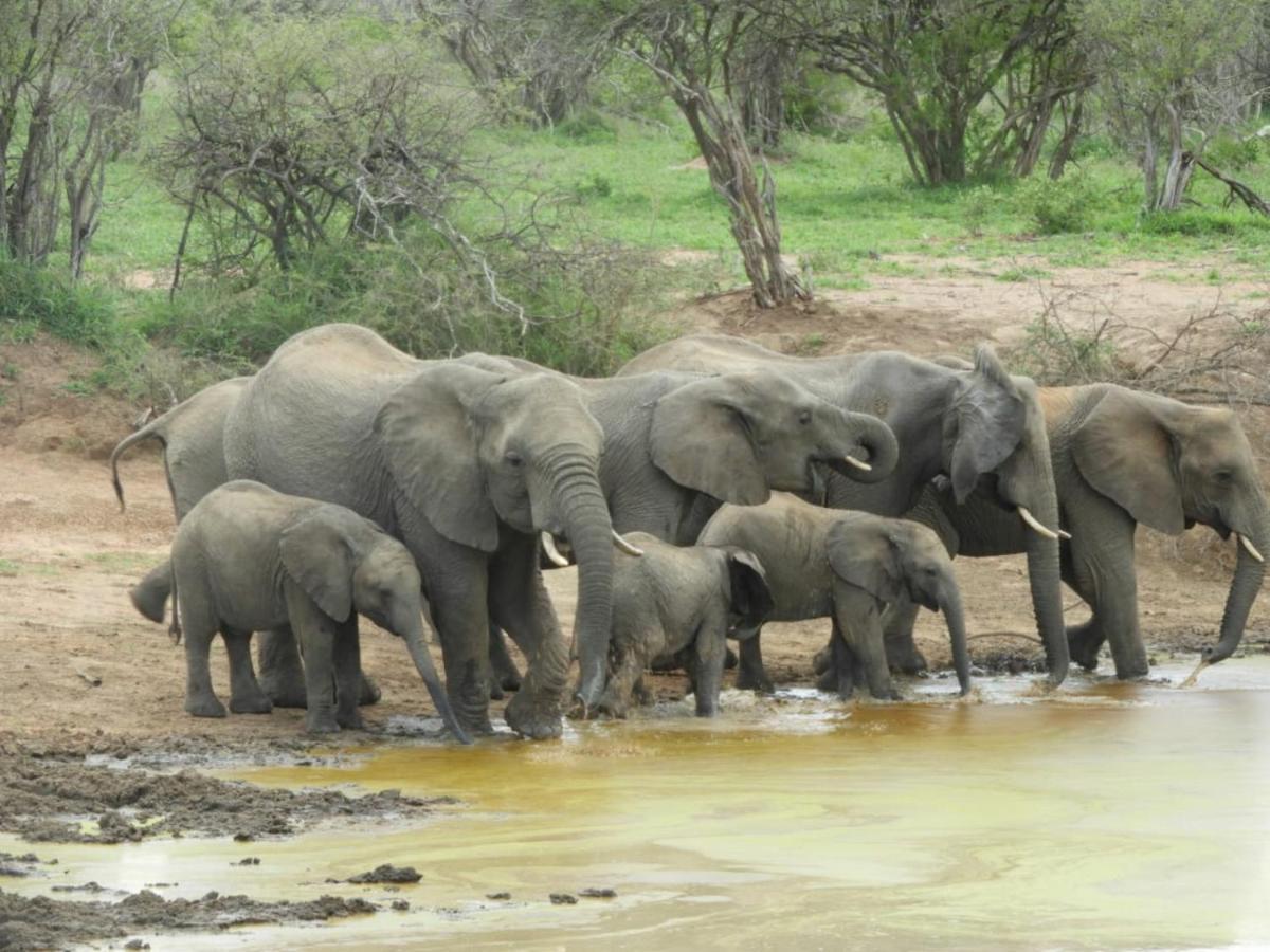 Bongan Safari Lodge Mbabat ภายนอก รูปภาพ